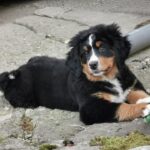 Bernski planinski pas