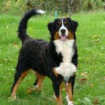 Bernski planinski pas