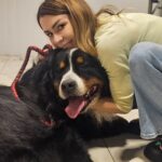 Bernski planinski pas